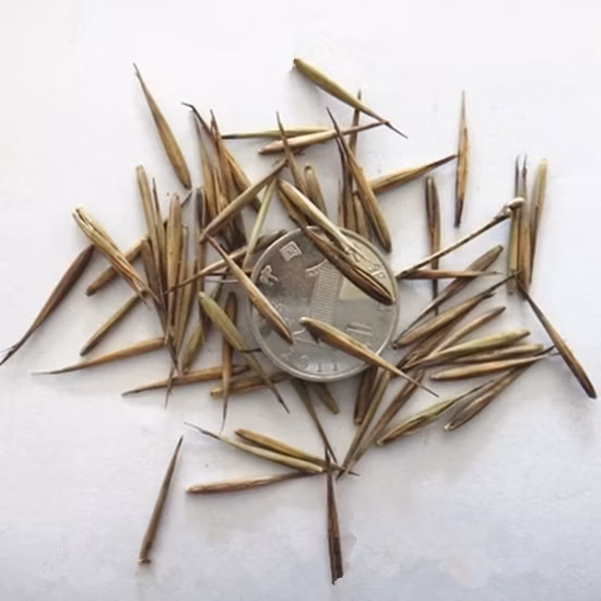 Planting Seeds Mao Zhu Zhong Zi Phyllostachys edulis Moso Bamboo Seed